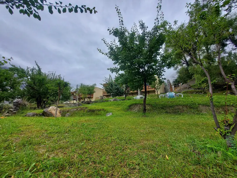 The orchard with apricot and apple trees
